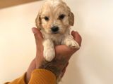 Renk Renk Malti̇poo Yavrular
