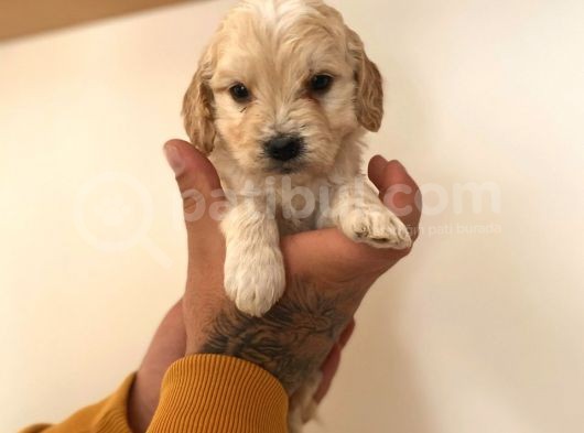 Renk Renk Malti̇poo Yavrular görsel