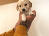 Renk Renk Malti̇poo Yavrular