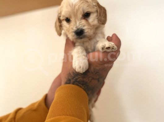 Renk Renk Malti̇poo Yavrular görsel