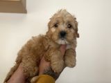 Sağlik Garanti̇li̇ Malti̇poo Yavrular