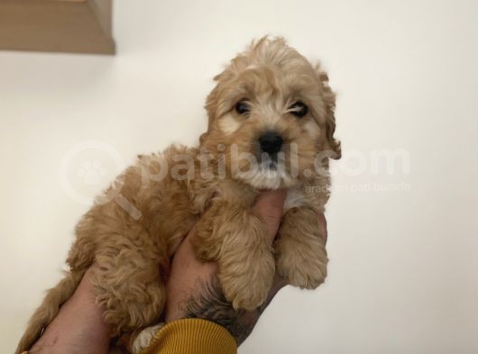Sağlik Garanti̇li̇ Malti̇poo Yavrular görsel