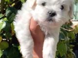 Maltipoo Yavrularımız Ömürlük Yuvasını Arıyor