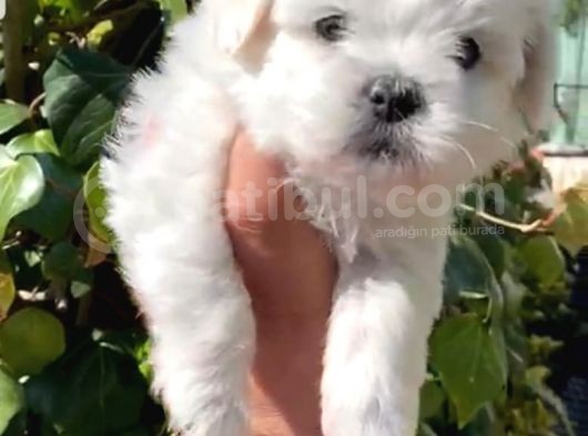 Maltipoo Yavrularımız Ömürlük Yuvasını Arıyor görsel