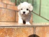 Maltipoo Yavrularımız Ömürlük Yuvasını Arıyor