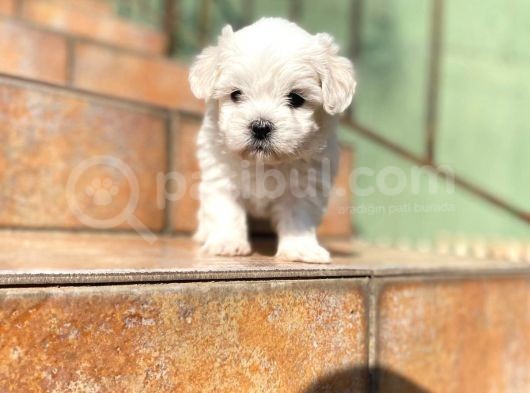 Maltipoo Yavrularımız Ömürlük Yuvasını Arıyor görsel