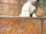 Maltipoo Yavrularımız Ömürlük Yuvasını Arıyor