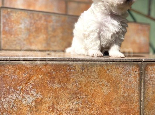 Maltipoo Yavrularımız Ömürlük Yuvasını Arıyor görsel