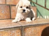 Maltipoo Yavrularımız Ömürlük Yuvasını Arıyor