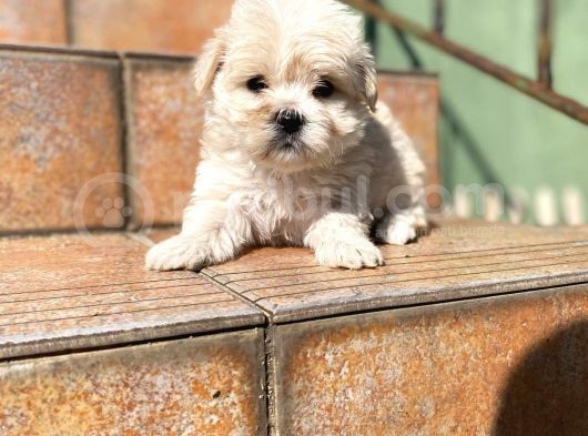 Maltipoo Yavrularımız Ömürlük Yuvasını Arıyor