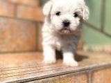Maltipoo Yavrularımız Ömürlük Yuvasını Arıyor