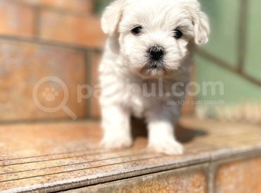 Maltipoo Yavrularımız Ömürlük Yuvasını Arıyor görsel