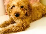 Toy Poodle Apricot 6 Aylıklar