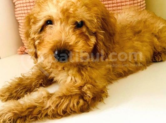 Toy Poodle Apricot 6 Aylıklar