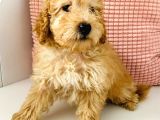 Toy Poodle Apricot 6 Aylıklar