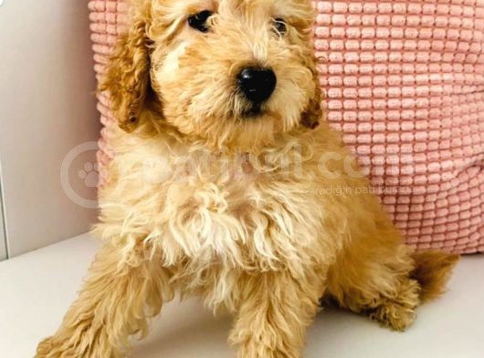 Toy Poodle Apricot 6 Aylıklar görsel