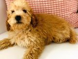 Toy Poodle Apricot 6 Aylıklar