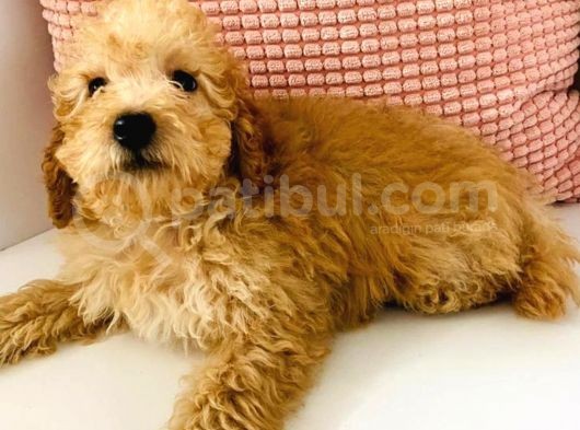 Toy Poodle Apricot 6 Aylıklar görsel