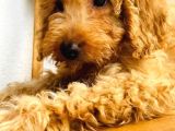 Toy Poodle Apricot 6 Aylıklar