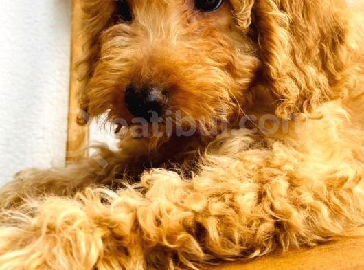 Toy Poodle Apricot 6 Aylıklar görsel