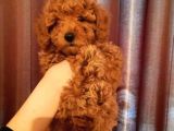 Toy Poodle Red Brown Erkek Full Evraklı