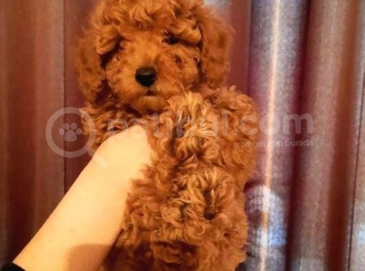 Toy Poodle Red Brown Erkek Full Evraklı