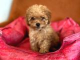 Toy Poodle Red Dişi 3 Aylık Full Evraklı