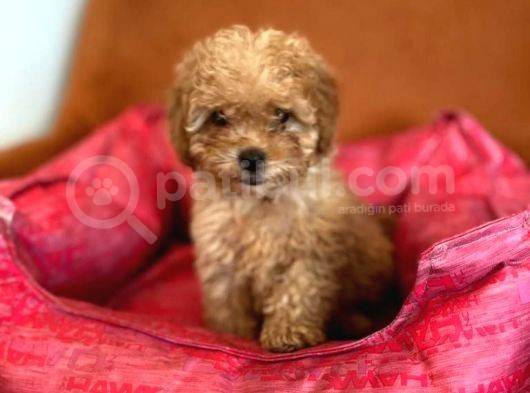 Toy Poodle Red Dişi 3 Aylık Full Evraklı