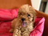 Toy Poodle Red Dişi 3 Aylık Full Evraklı