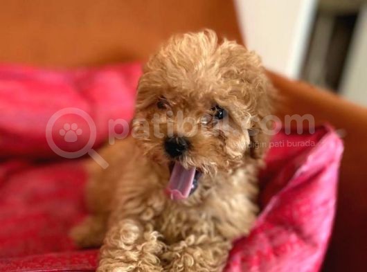 Toy Poodle Red Dişi 3 Aylık Full Evraklı görsel