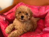 Toy Poodle Red Dişi 3 Aylık Full Evraklı