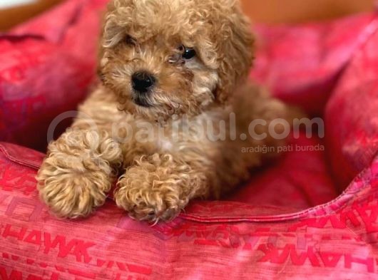 Toy Poodle Red Dişi 3 Aylık Full Evraklı görsel