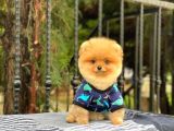 Sahibinden Orijinal Pomeranian Boo