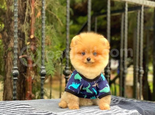 Sahibinden Orijinal Pomeranian Boo görsel