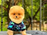 Sahibinden Orijinal Pomeranian Boo