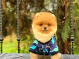 Sahibinden Orijinal Pomeranian Boo