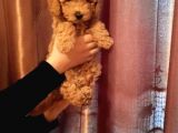 Toy Poodle Redline 2.5 Aylık Oğlumuz Full Evraklı
