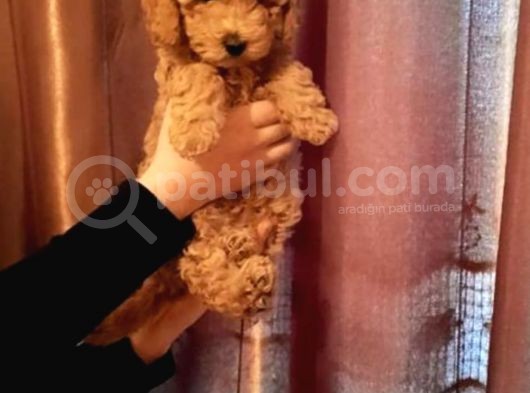 Toy Poodle Redline 2.5 Aylık Oğlumuz Full Evraklı
