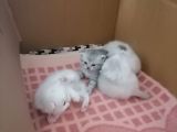 Scottish Fold Yavrular