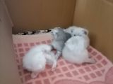 Scottish Fold Yavrular
