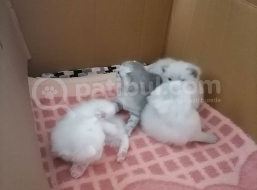 Scottish Fold Yavrular görsel