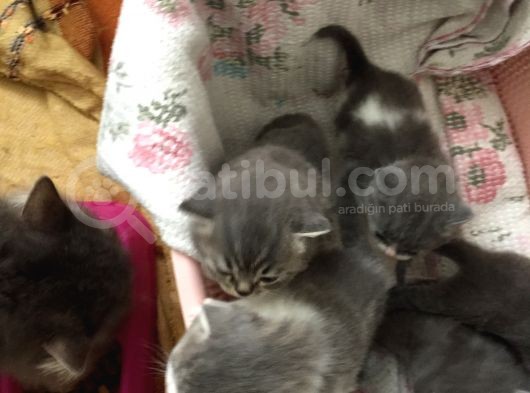 Yeni Yavrularımız British Shorthair görsel