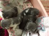 Yeni Yavrularımız British Shorthair