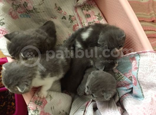 Yeni Yavrularımız British Shorthair