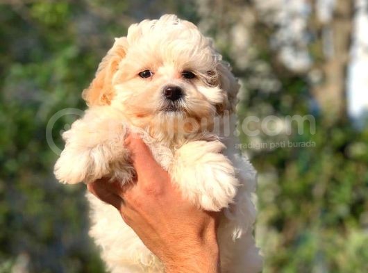 2 Aylık Erkek Maltipoo