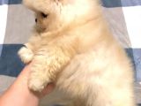 Türkiye'De Tek Gerçek Pomeranian Boo Teddy Bear