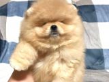 Türkiye'De Tek Gerçek Pomeranian Boo Teddy Bear