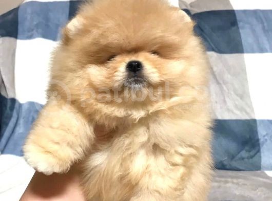 Türkiye'De Tek Gerçek Pomeranian Boo Teddy Bear görsel