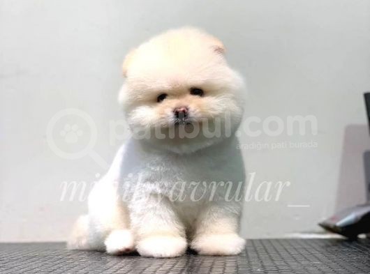 Orijinal Pomeranian Boo Yavrularımız