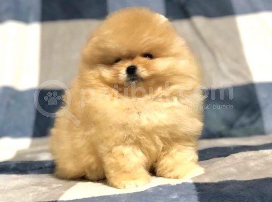 Türkiye'De Tek Gerçek Pomeranian Boo Teddy Bear görsel